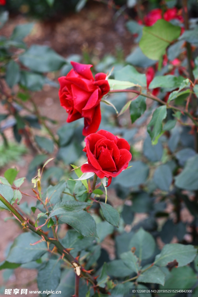 紅色月季花