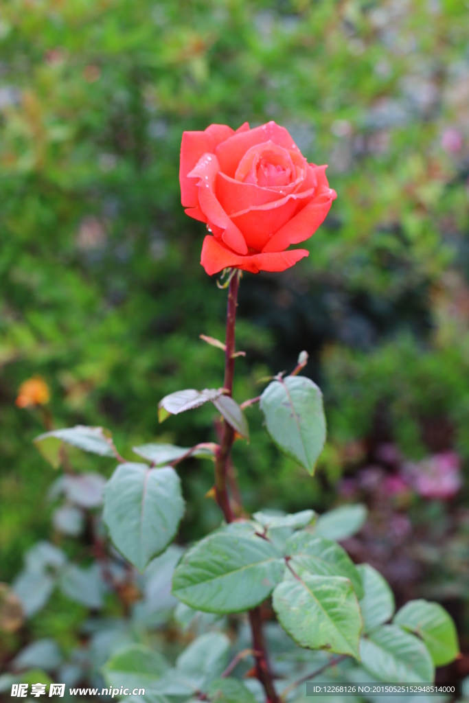 紅色月季花