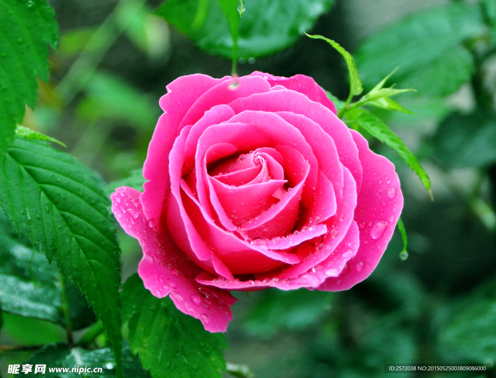 月季花