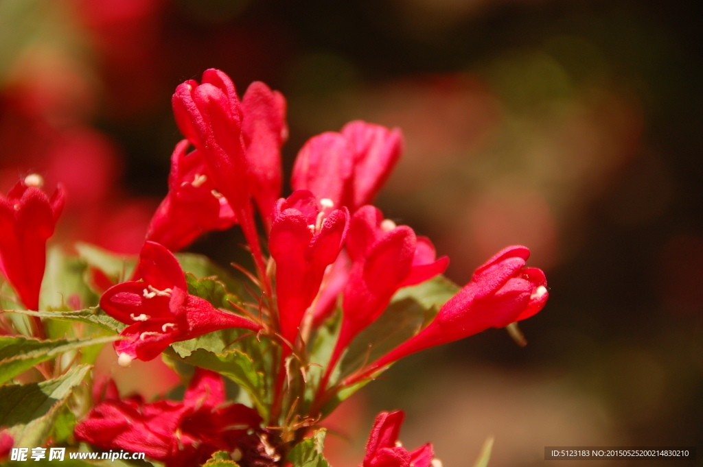 錦帶花