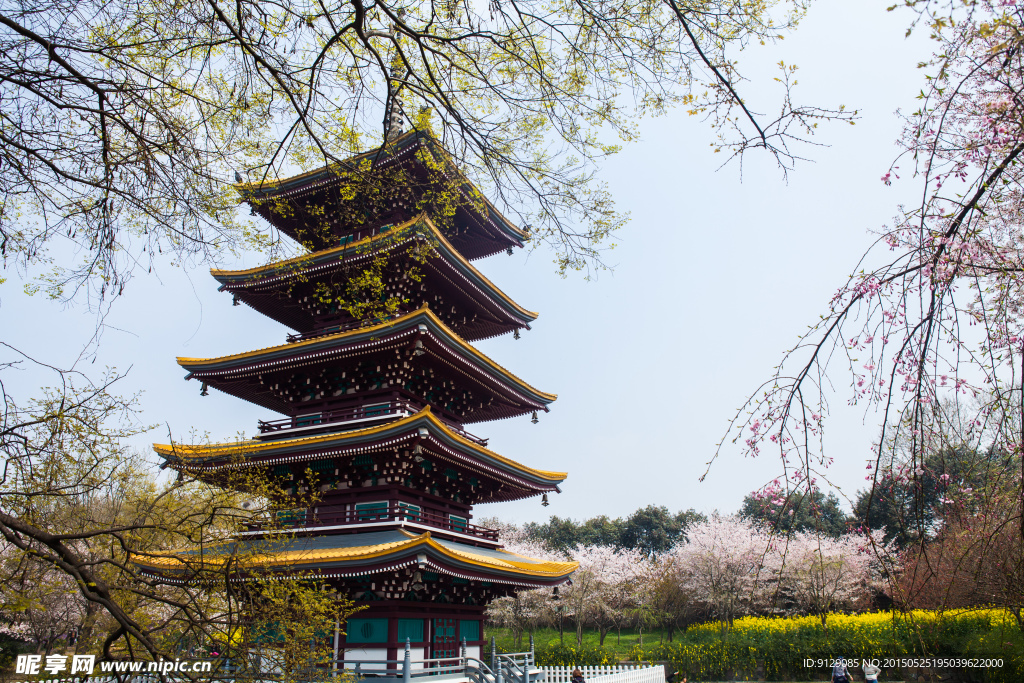 东湖风景区 樱花节