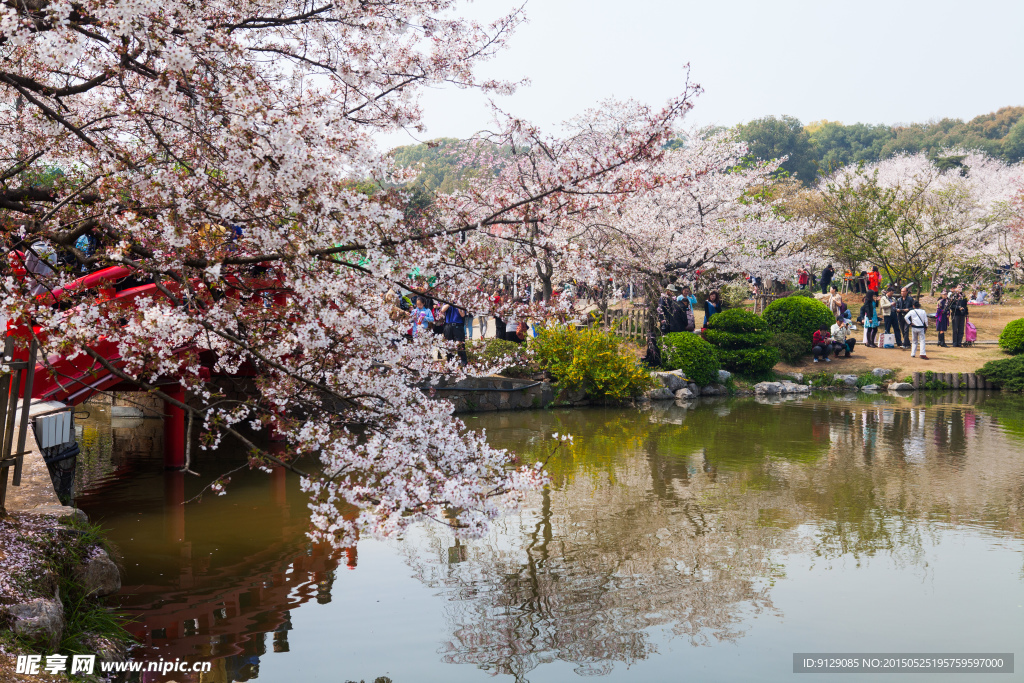 东湖风景区 樱花节