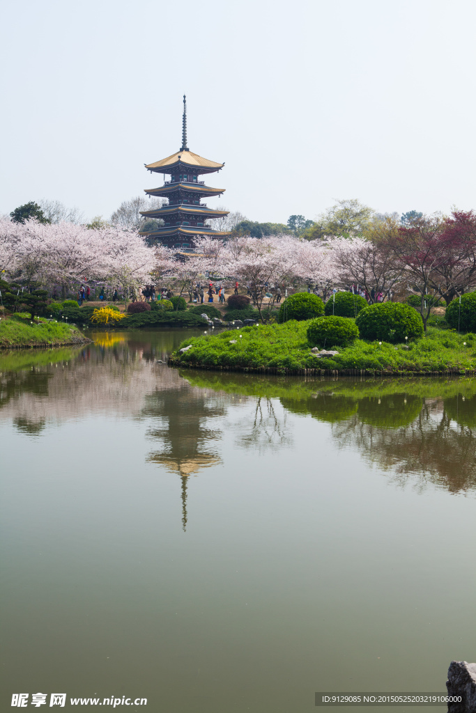 东湖风景区 樱花节