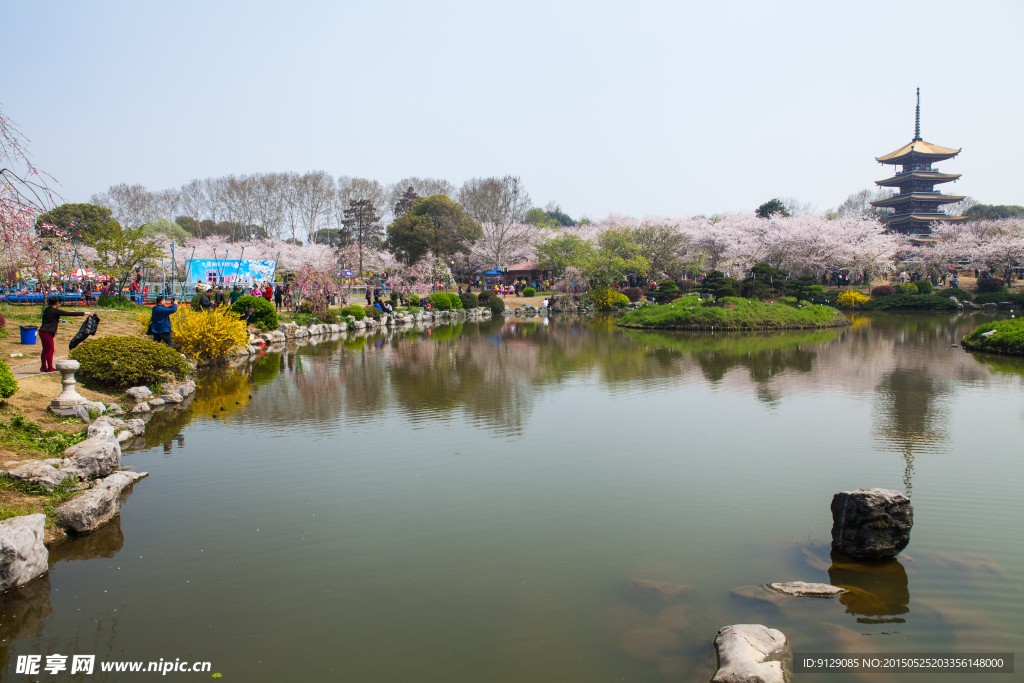 东湖风景区 樱花节
