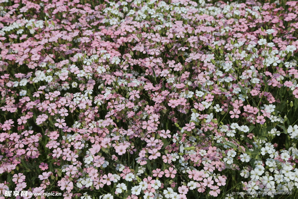 花草素材