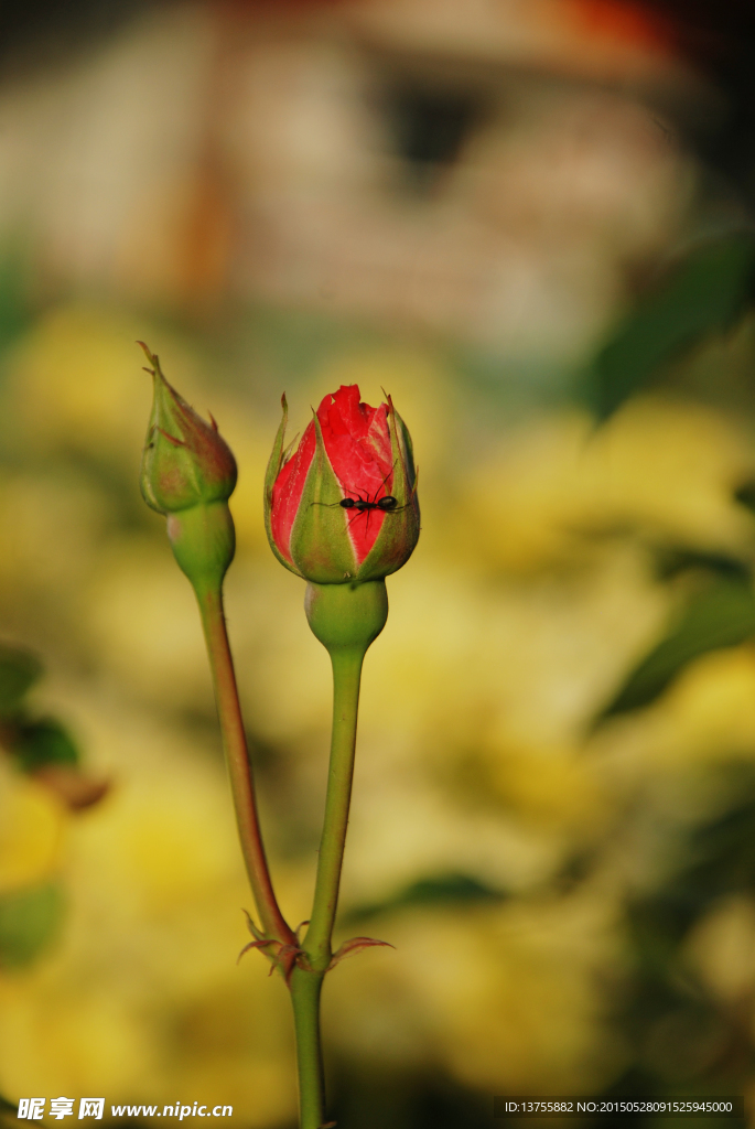 月季花蕾