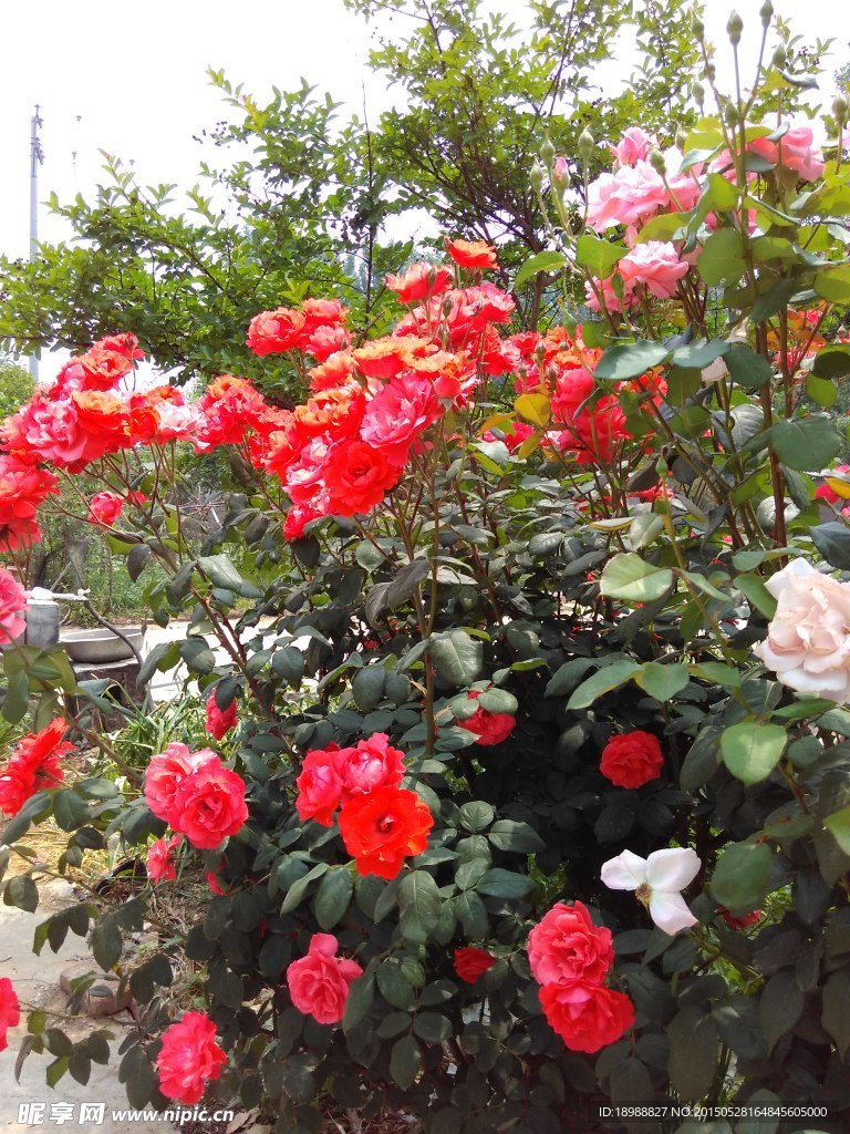 月季花