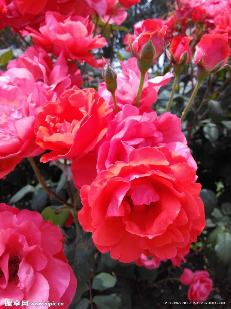 月季花