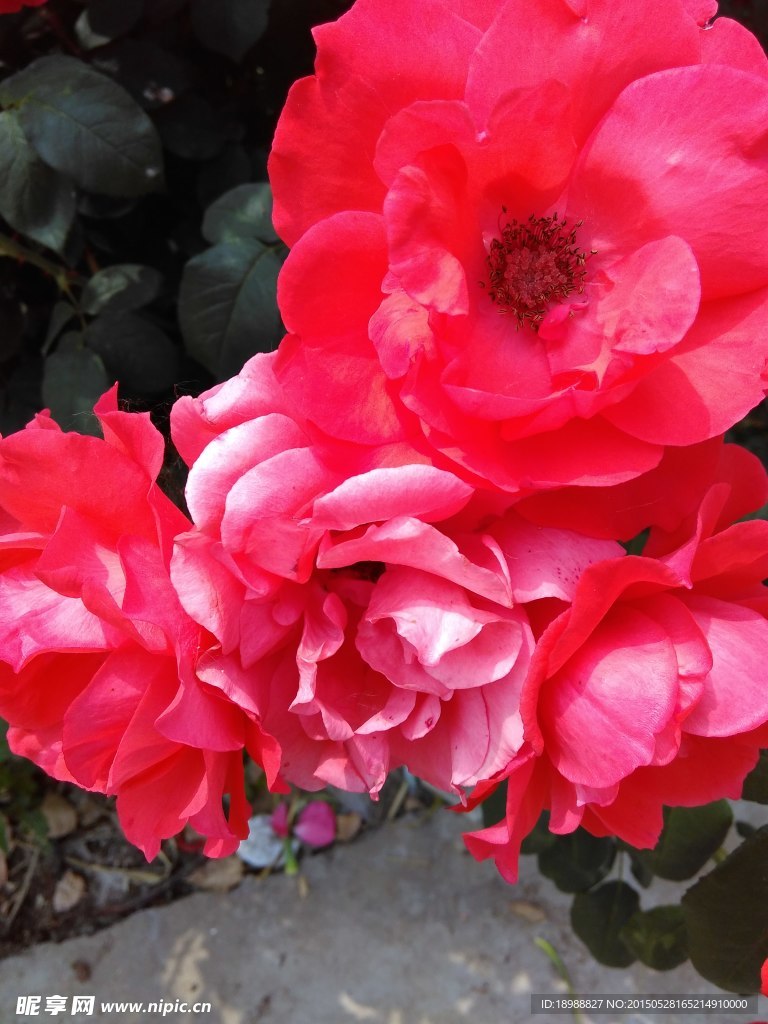 月季花