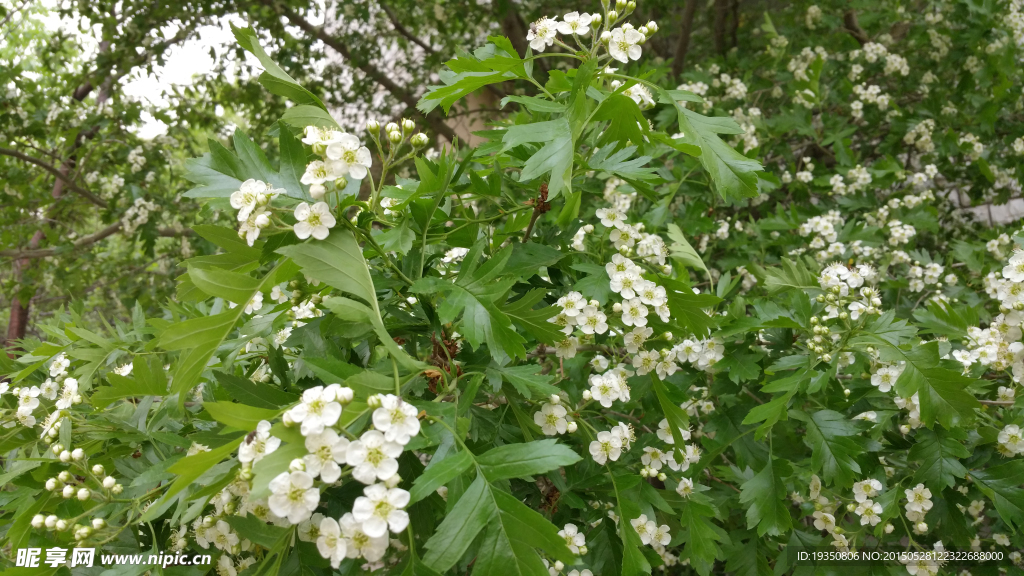 盛開(kāi)白色花