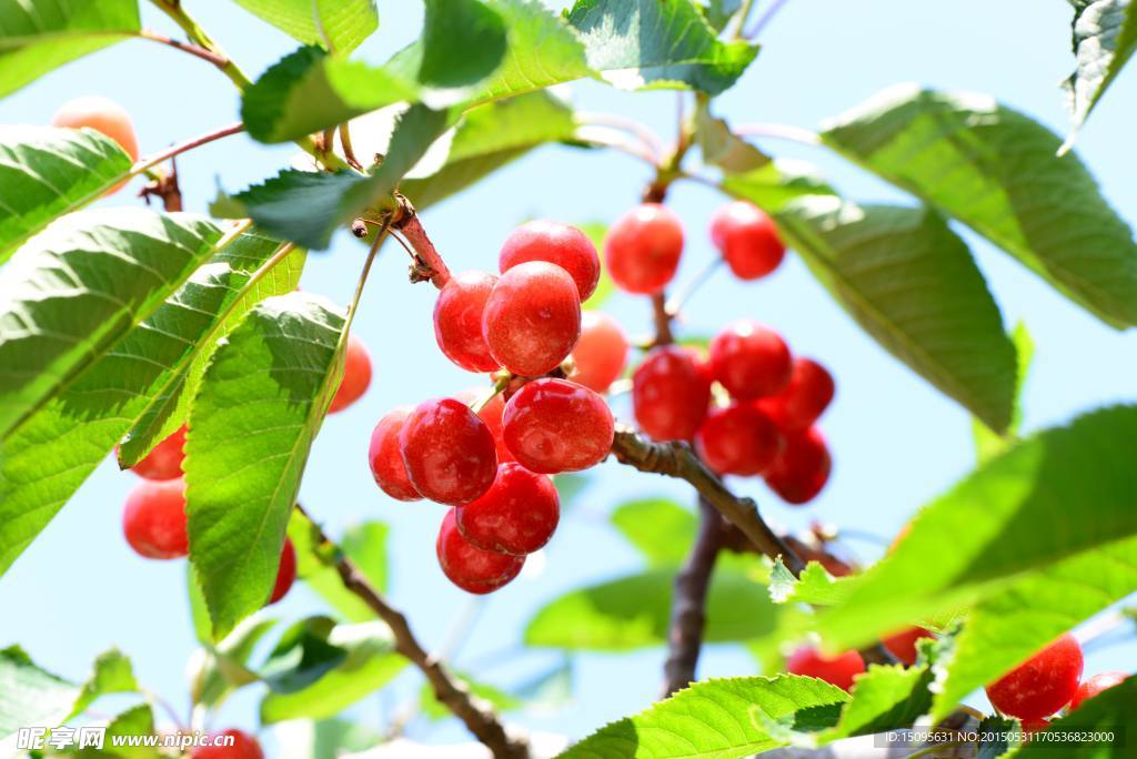 紅櫻桃
