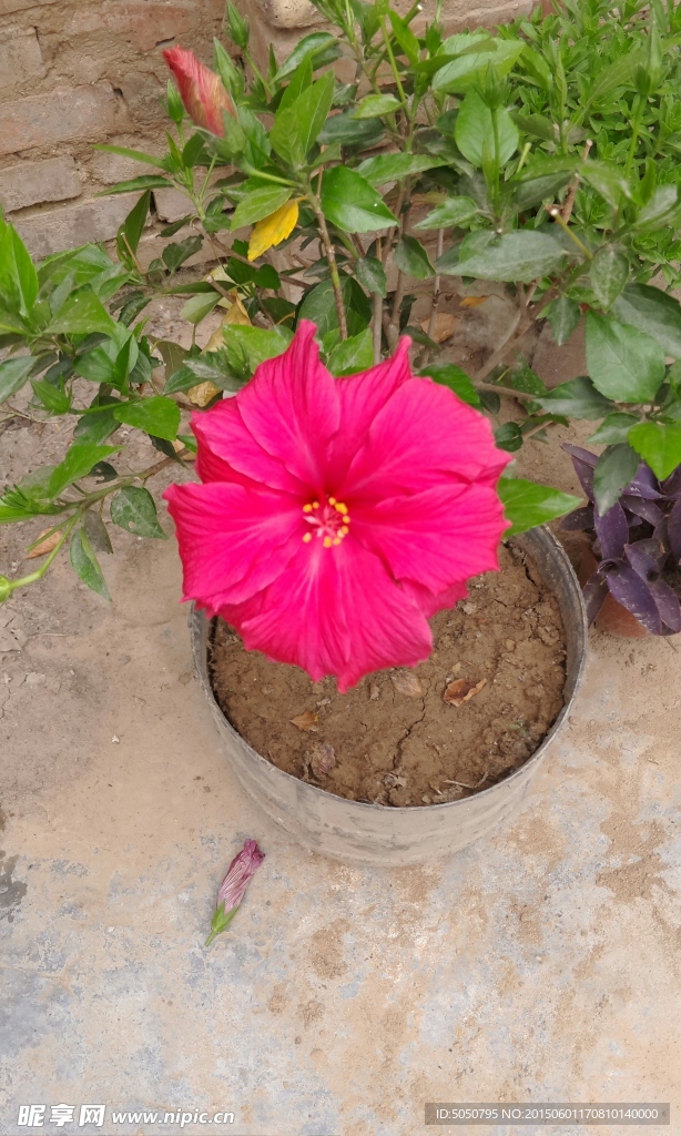 一朵紅花