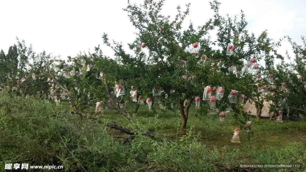 柿子樹