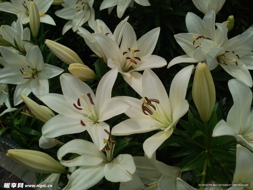 百合花叢