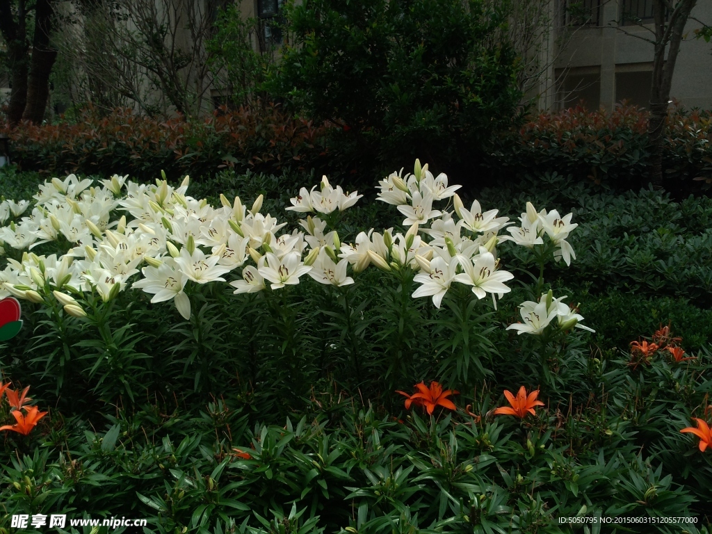 百合花叢