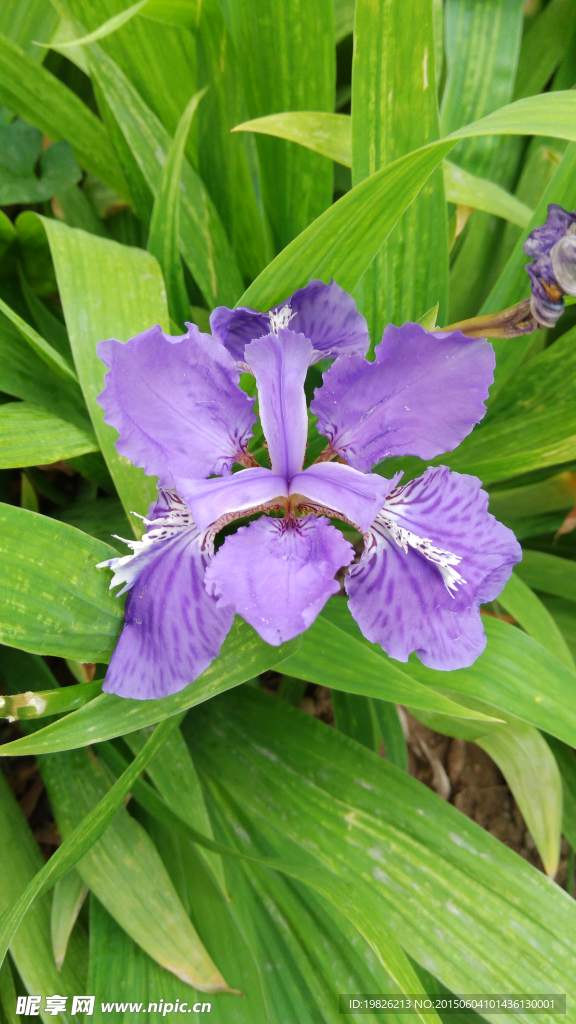 紫色花 蓝蝴蝶