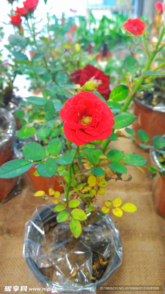 月季花  紅色月季
