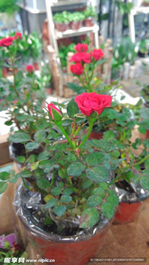 月季花  紅色月季