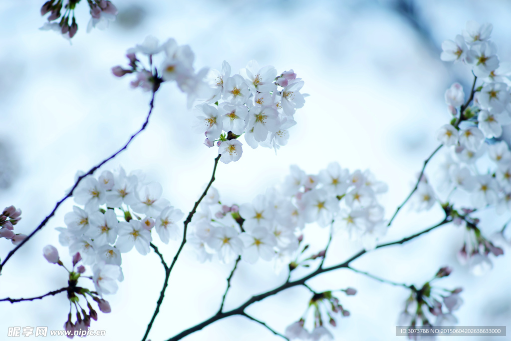 白色櫻花