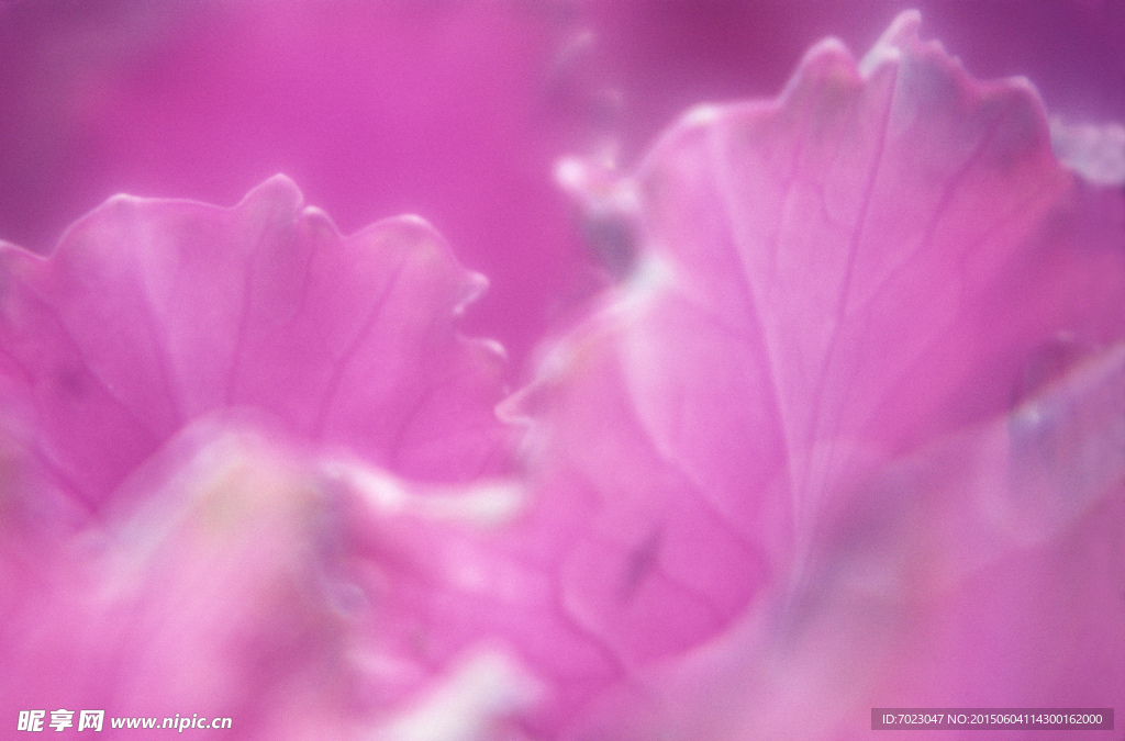花瓣背景