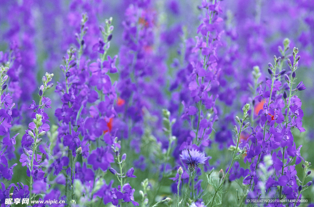 花 背景