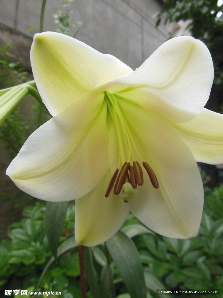 白色百合花
