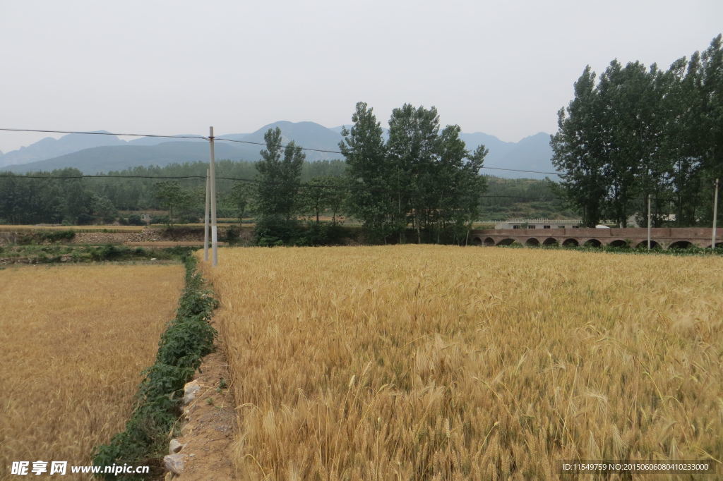 登封鄉村麥田