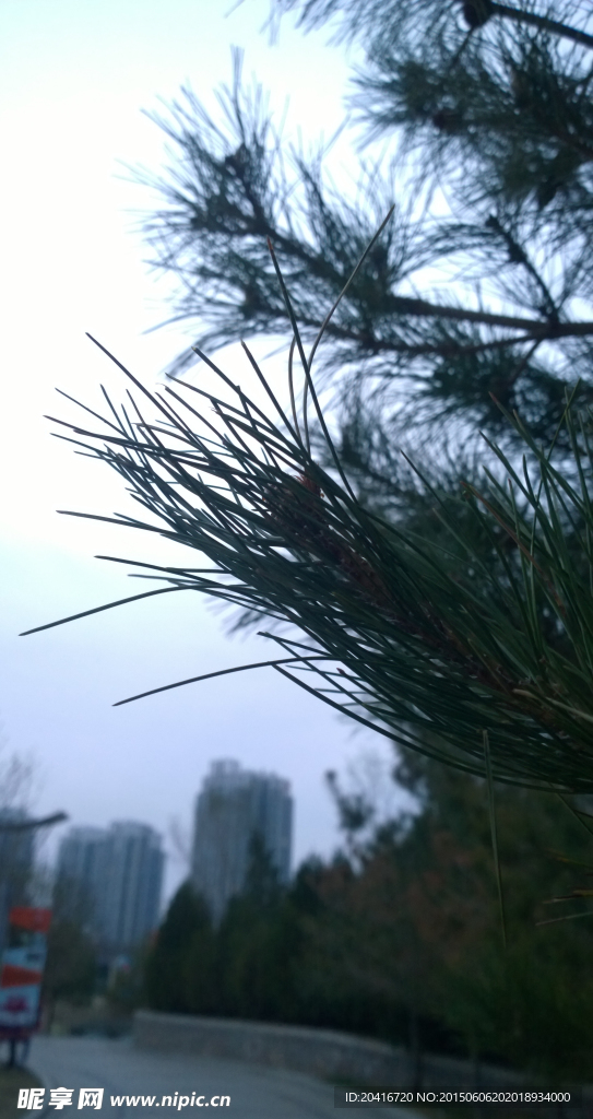 松針與高樓