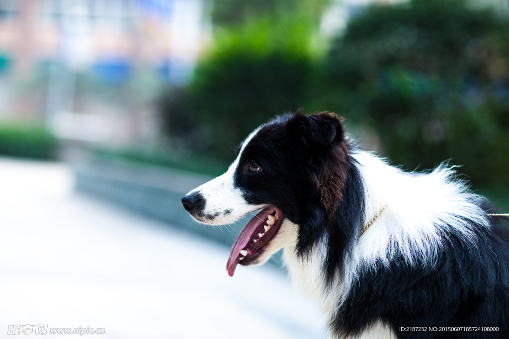 邊牧 邊境牧羊犬 牧羊犬 牧羊