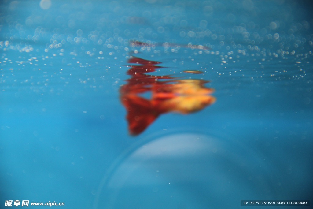 孔雀魚