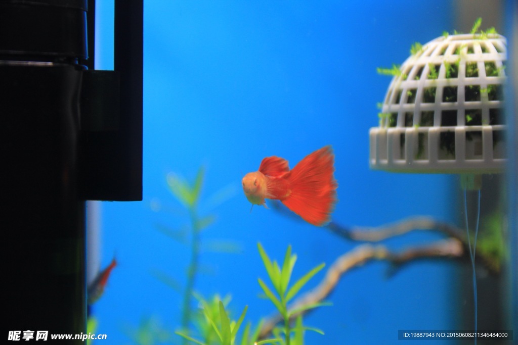 孔雀魚
