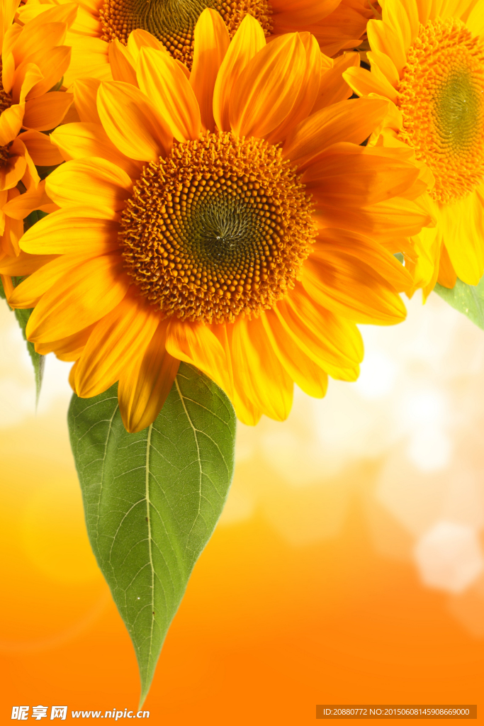 太陽花