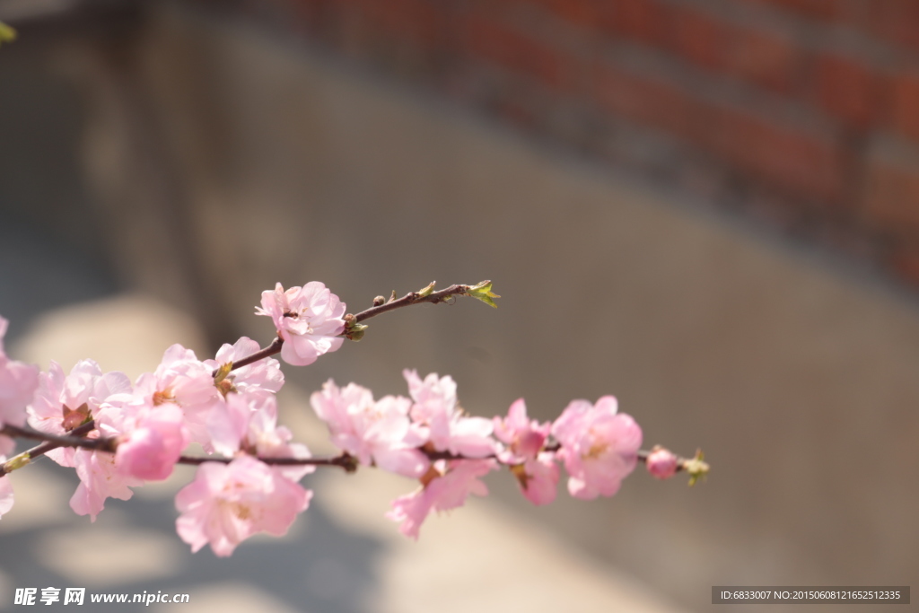 后院桃花