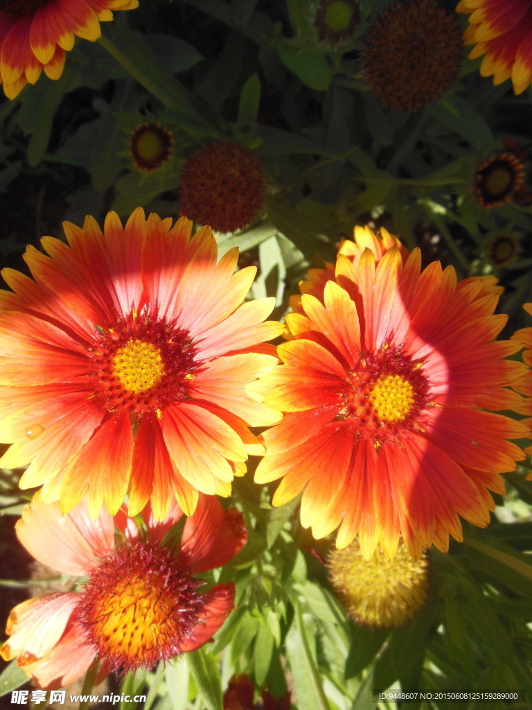 紅菊花