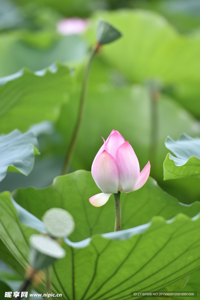 蓮塘