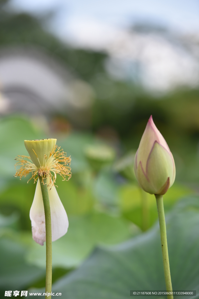 荷花