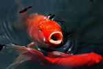 金魚