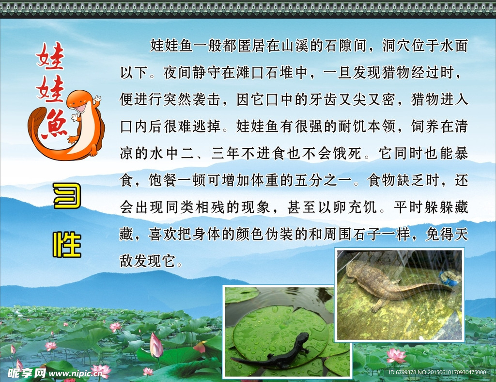 娃娃魚