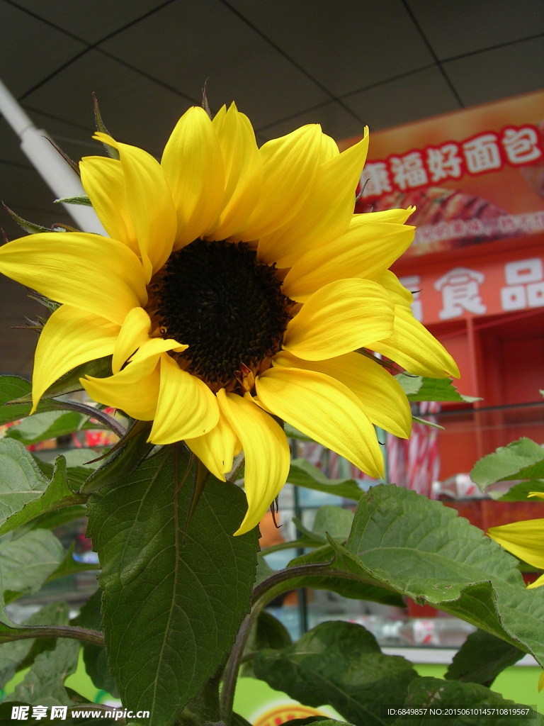 太陽花