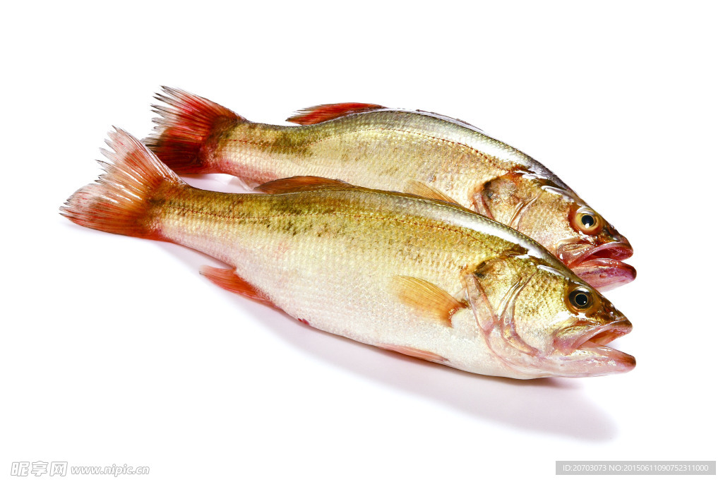鱸魚