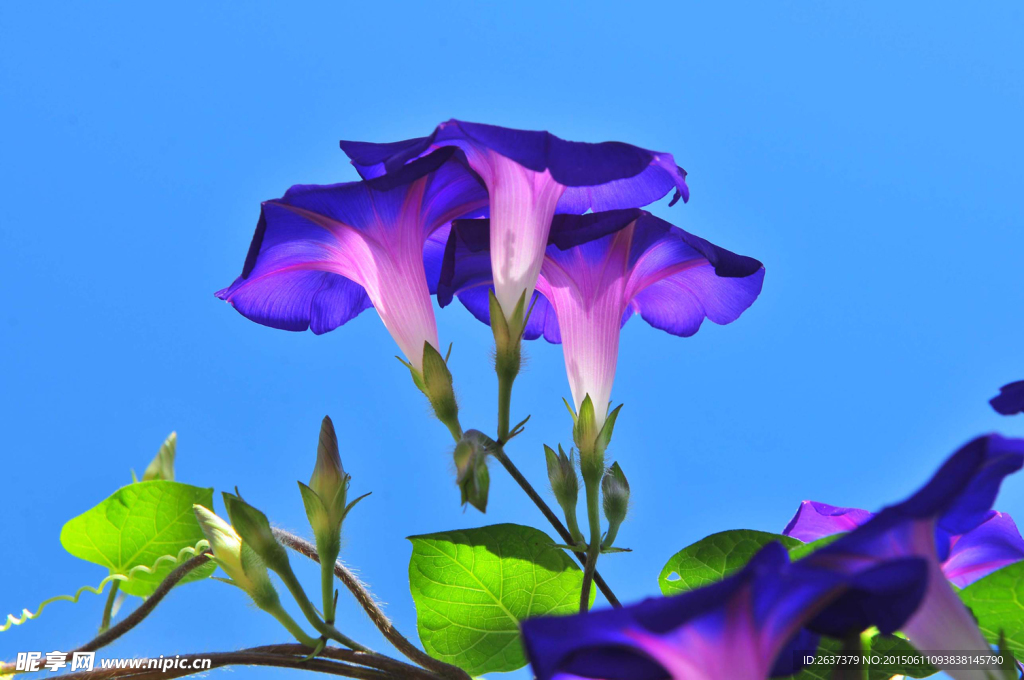 喇叭花