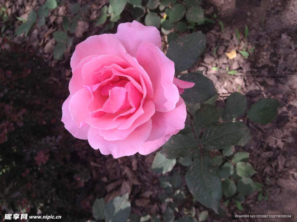 月季花