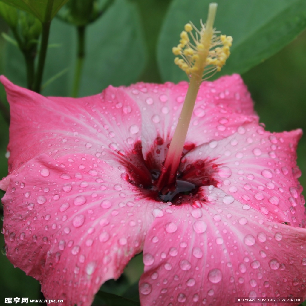 朱槿花