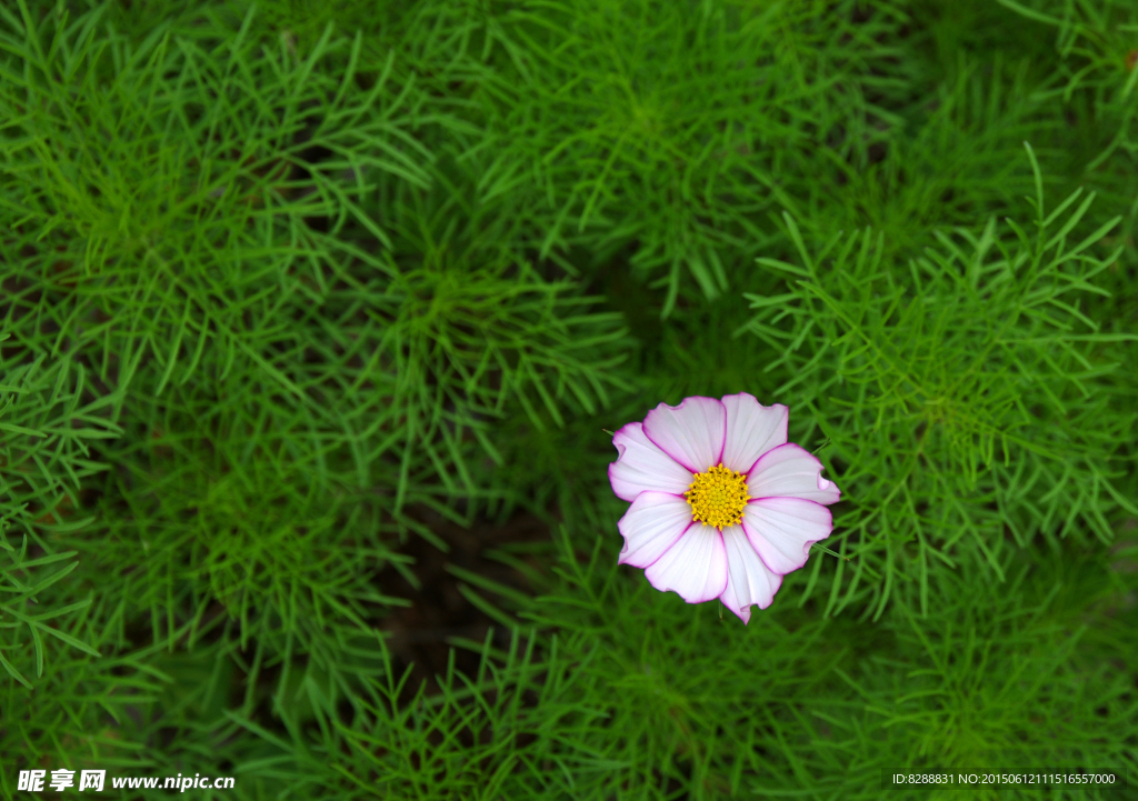 白太陽花