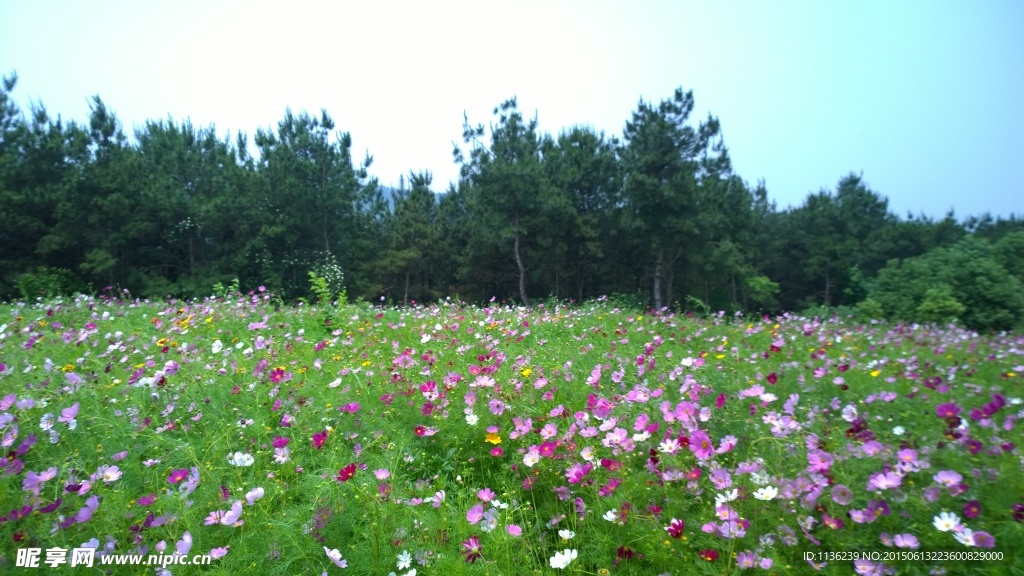 格桑花  景點旅游 國內