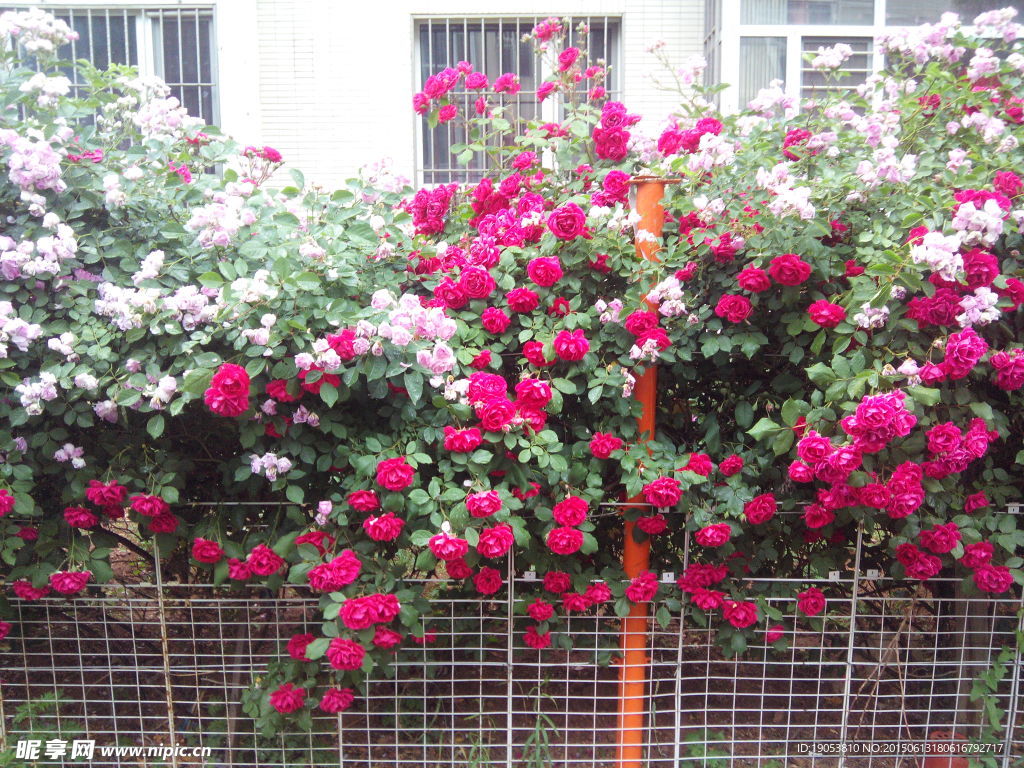 薔薇