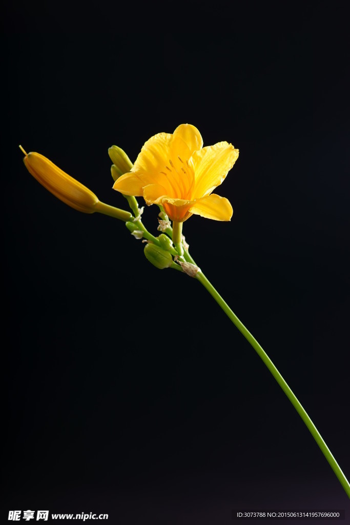 萱草花