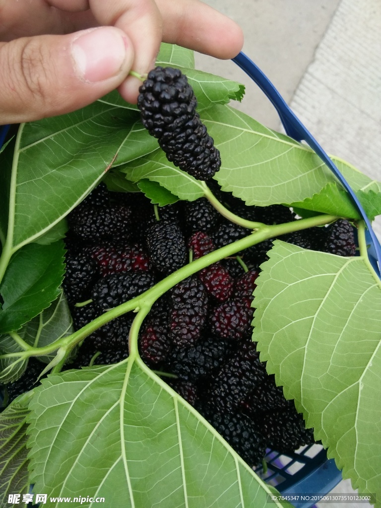 桑葚
