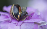 蜗牛世界黑色蜗牛花瓣上的蜗牛