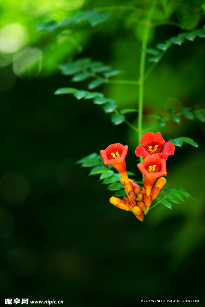 牽牛花
